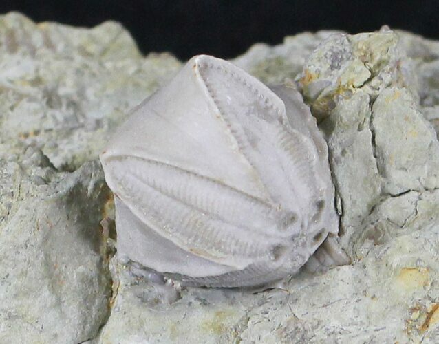 Blastoid (Pentremites) Fossil - Illinois #20875